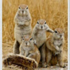 Meet your Posher, Tom